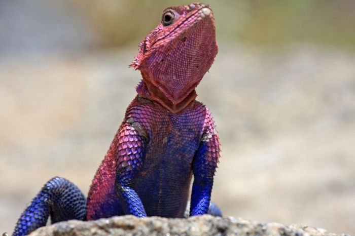 Mwanza Flat-headed Agama lizard