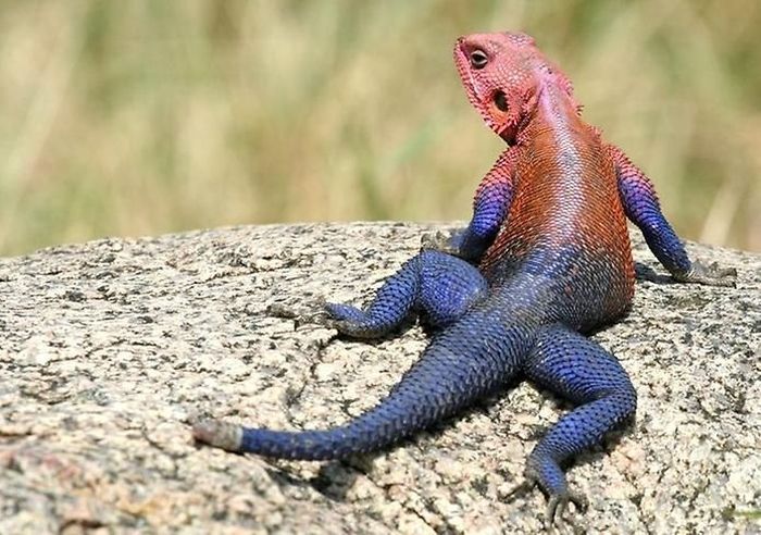 Mwanza Flat-headed Agama lizard