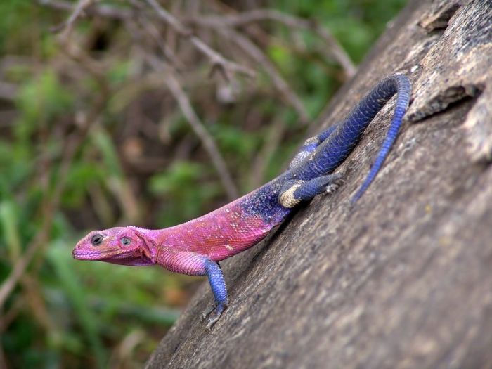 Mwanza Flat-headed Agama lizard
