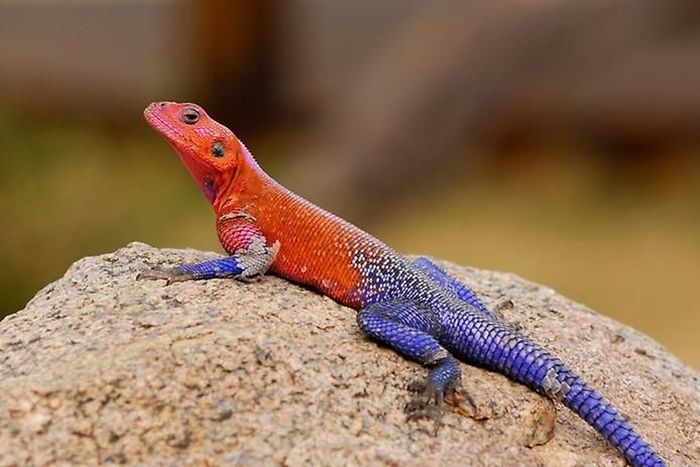 Mwanza Flat-headed Agama lizard