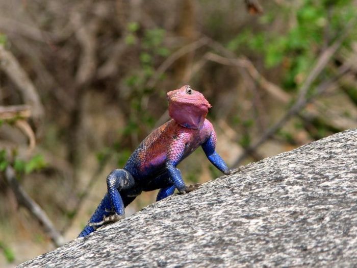 Mwanza Flat-headed Agama lizard