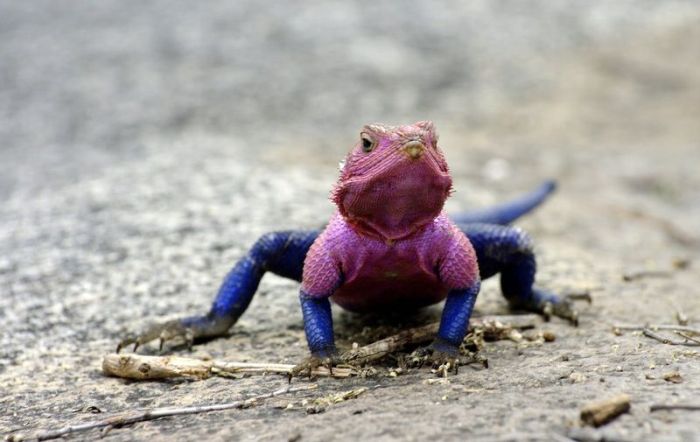 Mwanza Flat-headed Agama lizard