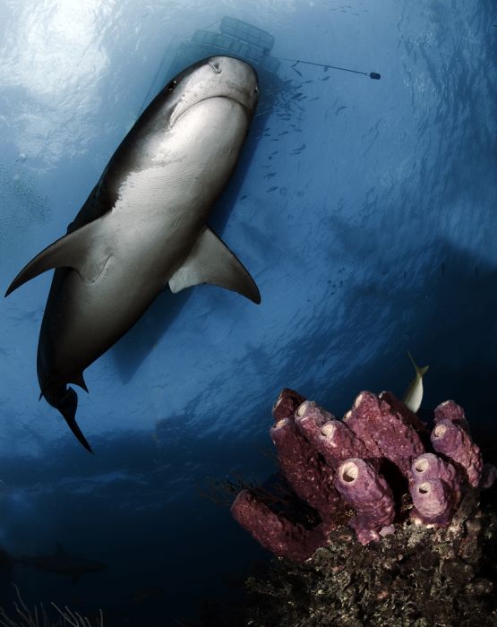 shark