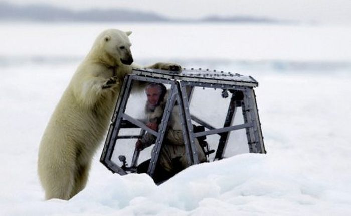 Polar bear attack by Gordon Buchanan