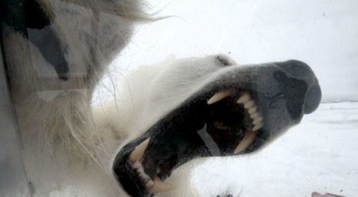 Polar bear attack by Gordon Buchanan