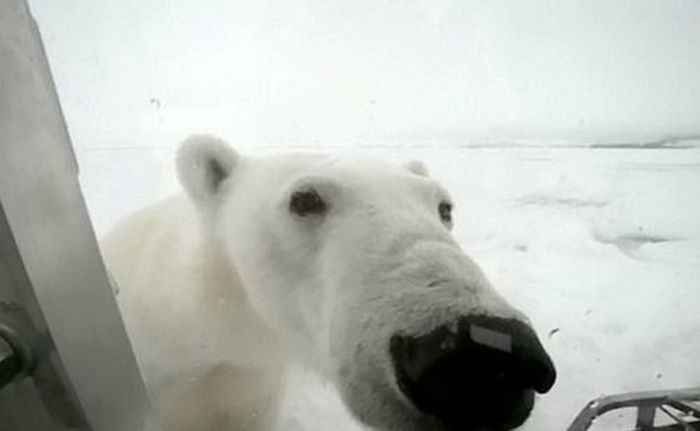 Polar bear attack by Gordon Buchanan