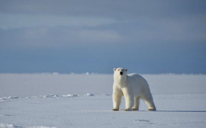 Polar bear attack by Gordon Buchanan