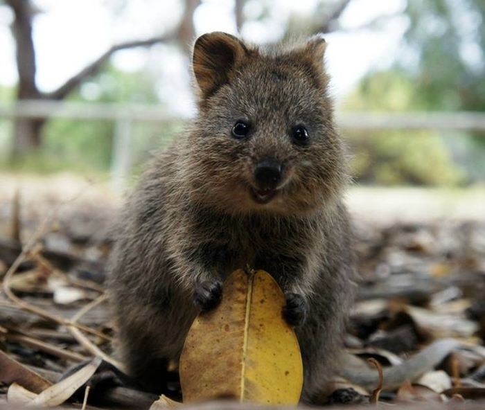 quokka, cute smiling animal