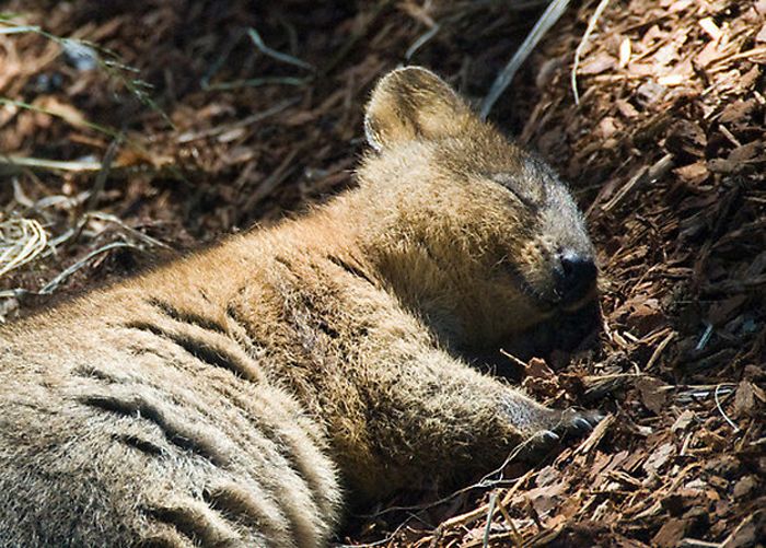 quokka, cute smiling animal