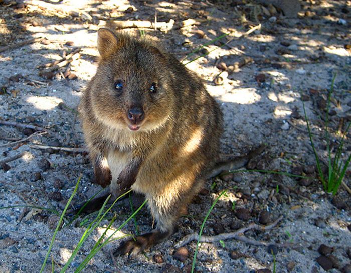 quokka, cute smiling animal