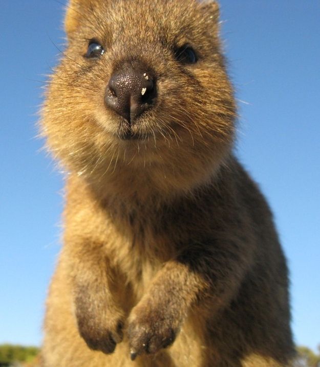 quokka, cute smiling animal