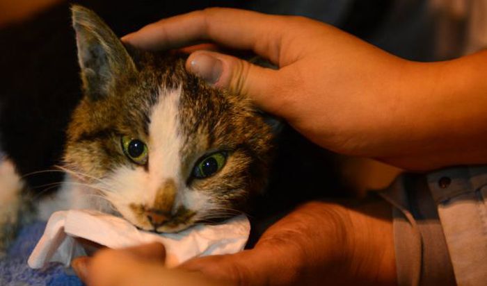 Illegally transported cats rescued after an acident, China