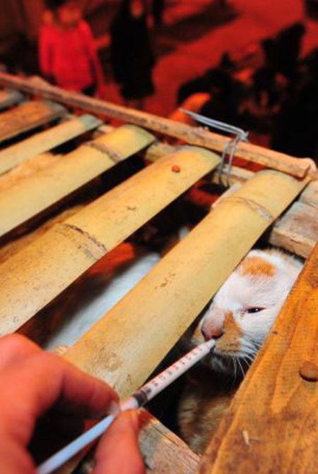 Illegally transported cats rescued after an acident, China