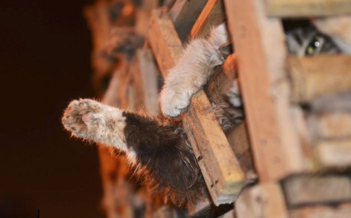 Illegally transported cats rescued after an acident, China