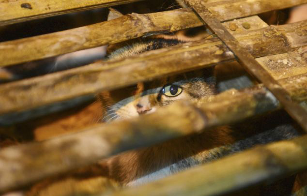 Illegally transported cats rescued after an acident, China