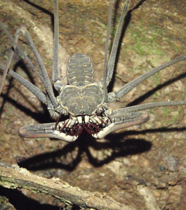 amblypygi