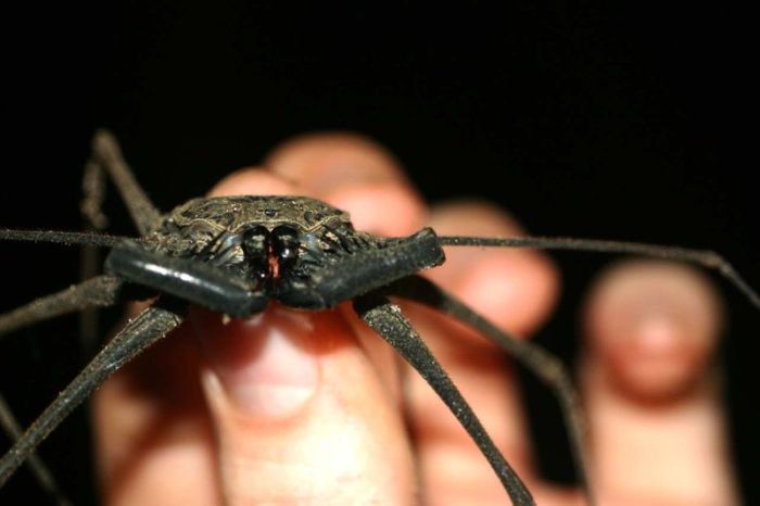 amblypygi