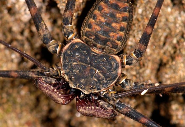 amblypygi