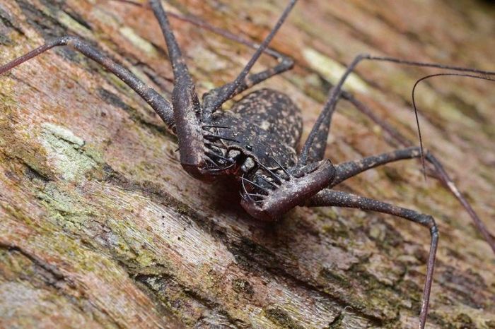 amblypygi