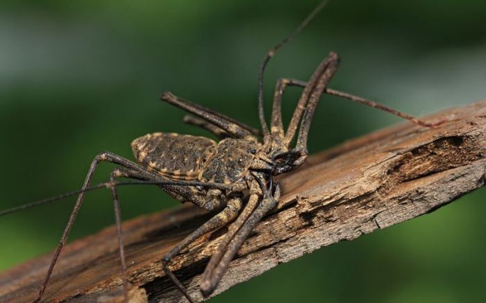 amblypygi