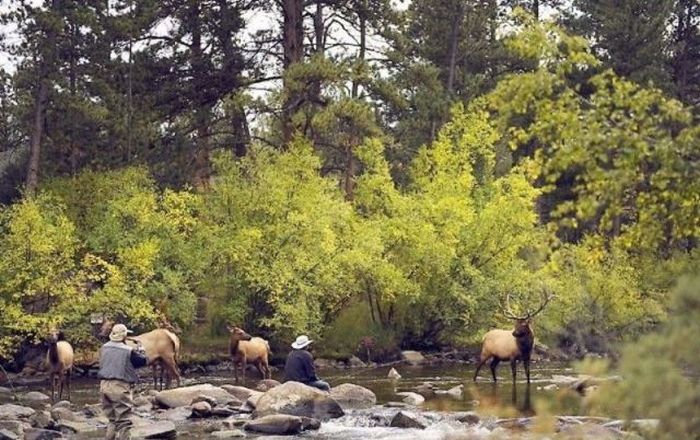 Deers interrupted a fishing, Cowichan River Provincial Park, British Columbia, Canada