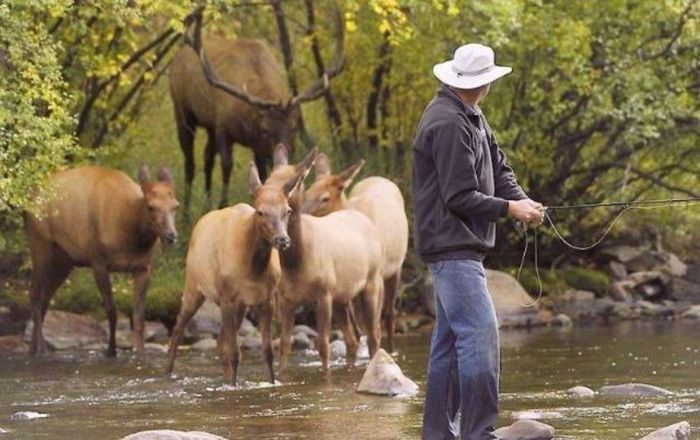 Deers interrupted a fishing, Cowichan River Provincial Park, British Columbia, Canada