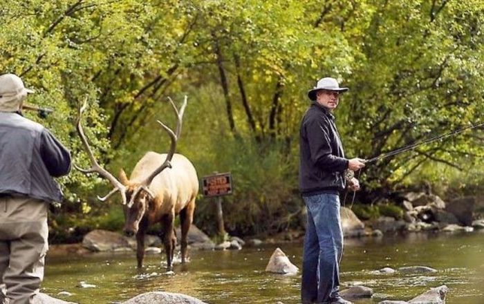 Deers interrupted a fishing, Cowichan River Provincial Park, British Columbia, Canada