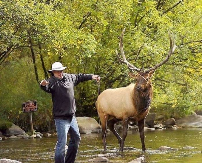 Deers interrupted a fishing, Cowichan River Provincial Park, British Columbia, Canada