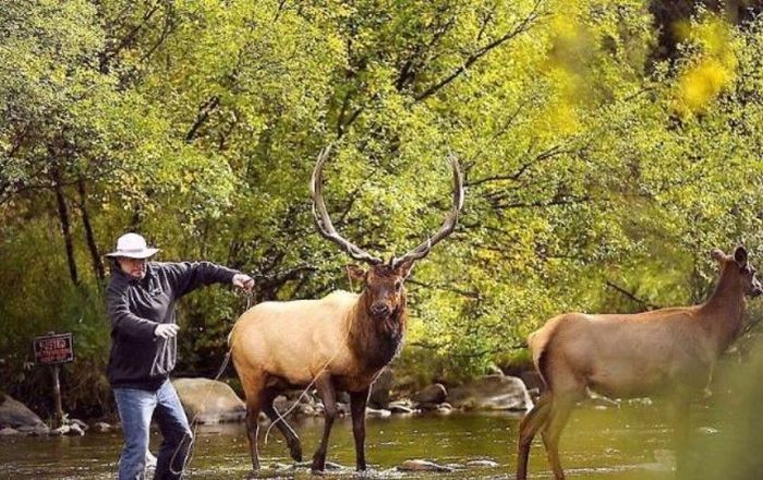 Deers interrupted a fishing, Cowichan River Provincial Park, British Columbia, Canada