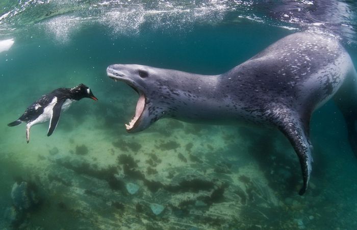 Leopard seal eats a penguin, Antarctic Peninsula, Weddell Sea, Southern Ocean