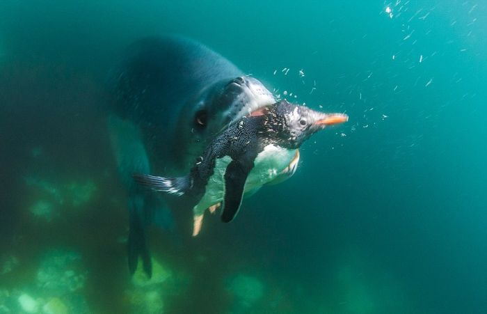 Leopard seal eats a penguin, Antarctic Peninsula, Weddell Sea, Southern Ocean