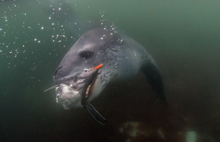 Leopard seal eats a penguin, Antarctic Peninsula, Weddell Sea, Southern Ocean