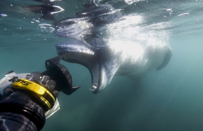 Leopard seal eats a penguin, Antarctic Peninsula, Weddell Sea, Southern Ocean