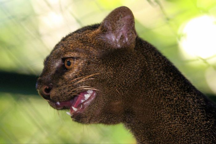 jaguarundi eyra cat