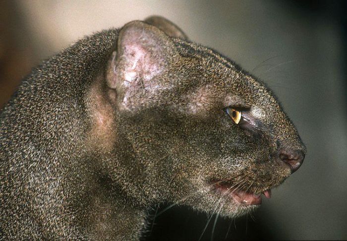 jaguarundi eyra cat