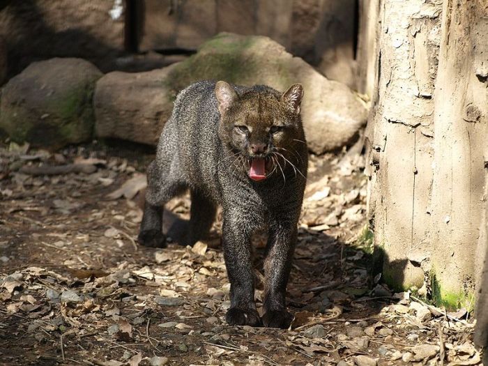 jaguarundi eyra cat