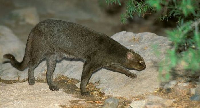 jaguarundi eyra cat