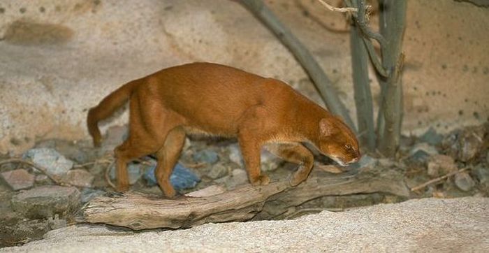 jaguarundi eyra cat