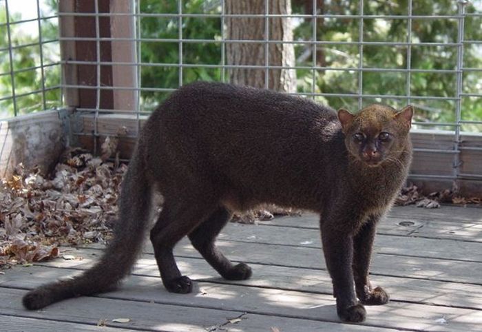 jaguarundi eyra cat