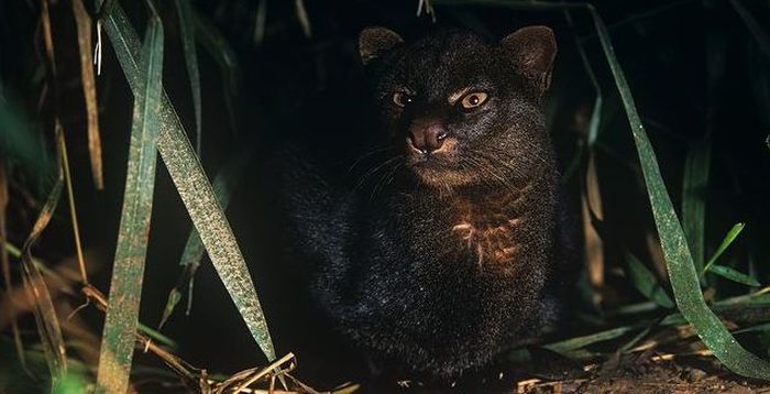 jaguarundi eyra cat