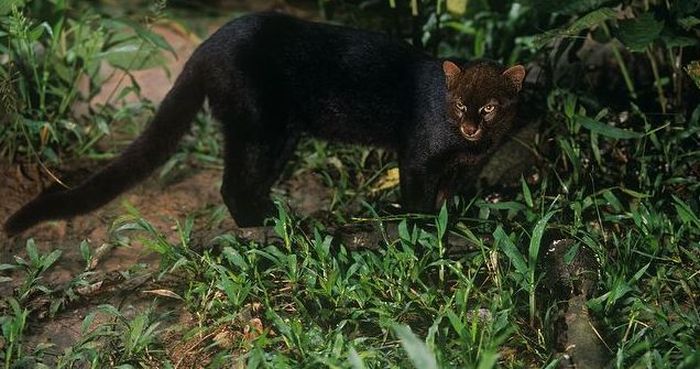 jaguarundi eyra cat