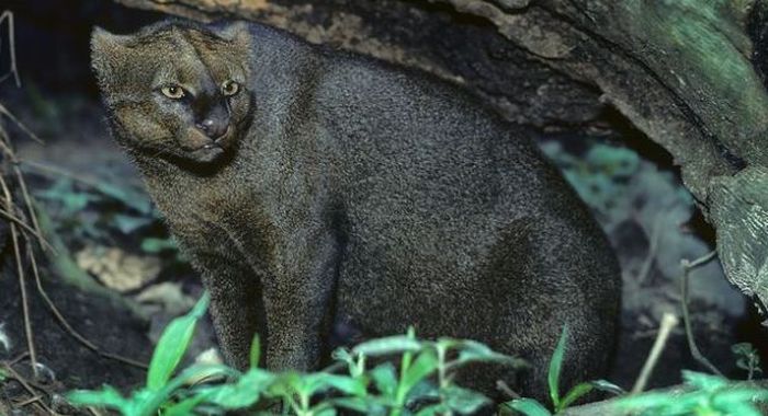 jaguarundi eyra cat