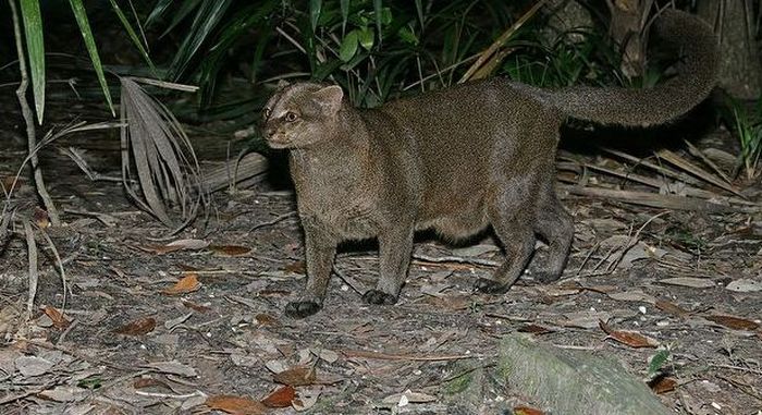 jaguarundi eyra cat