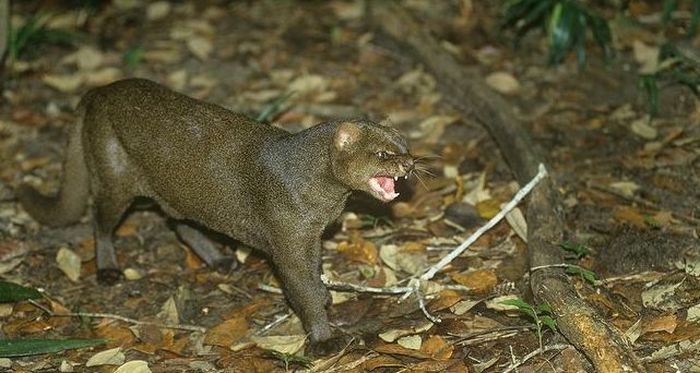 jaguarundi eyra cat