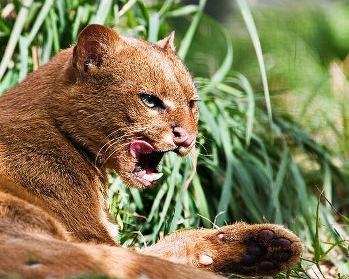 jaguarundi eyra cat