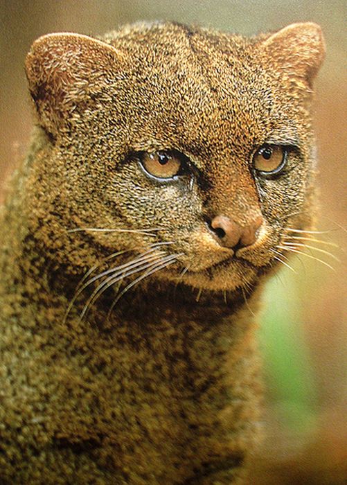 jaguarundi eyra cat