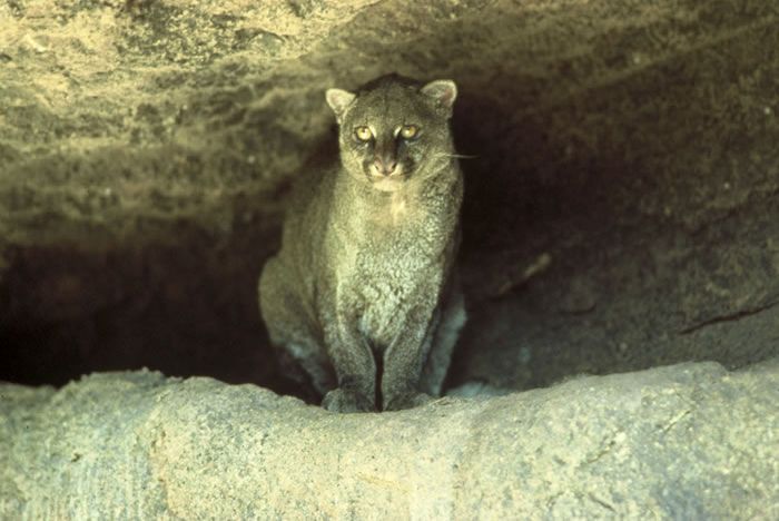 jaguarundi eyra cat