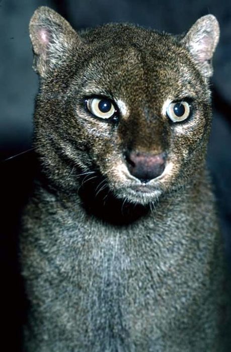 jaguarundi eyra cat