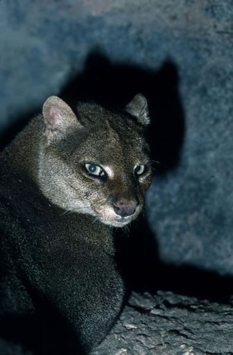 jaguarundi eyra cat