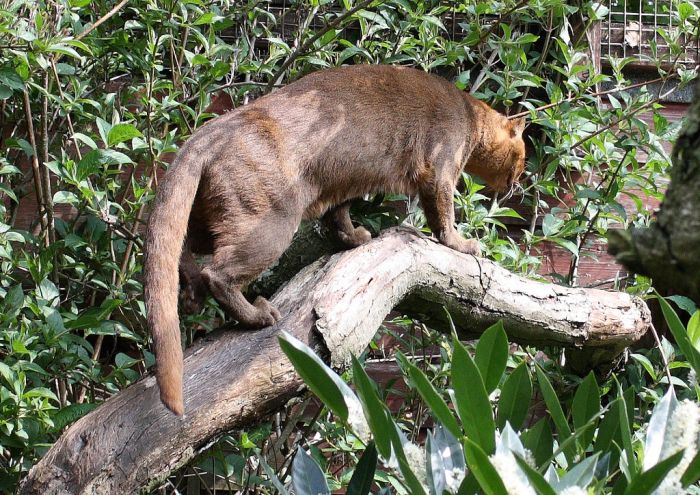 jaguarundi eyra cat